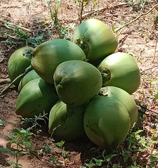 tender green coconut 2